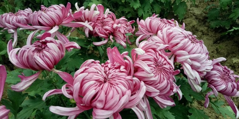 chrysanthemum-2880459_640_副本.jpg