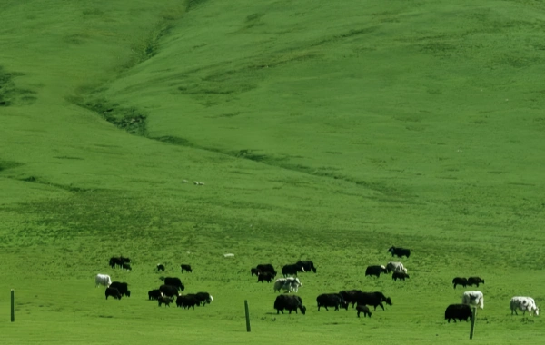 Qilian Mountain Grassland: Ein himmlischer Tapestry der Natur und Kultur im Nordwesten Chinas