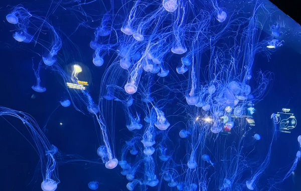 Qingdao Un monde sous l'eau : un voyage en pleine mer sous les vagues