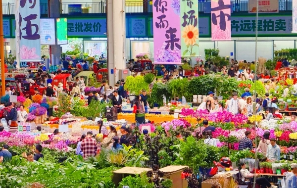 Dounan Flower Market: A Splendid Legend from the Flower Fields of Dianchi Lake to the Flower Capital of Asia