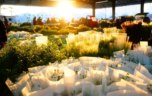 Dounan Flower Market: A Splendid Legend from the Flower Fields of Dianchi Lake to the Flower Capital of Asia-2