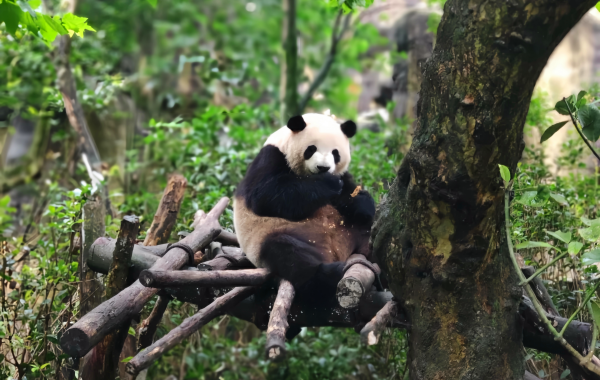 Chengdu Panda Valley: The Secret Realm of Wild Release of Giant Pandas and the Natural Wonderland of High Mountain Canyon-2