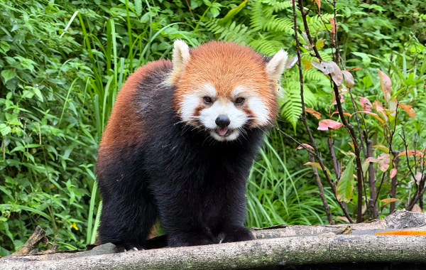 Chengdu Panda Valley: The Secret Realm of Wild Release of Giant Pandas and the Natural Wonderland of High Mountain Canyon-3