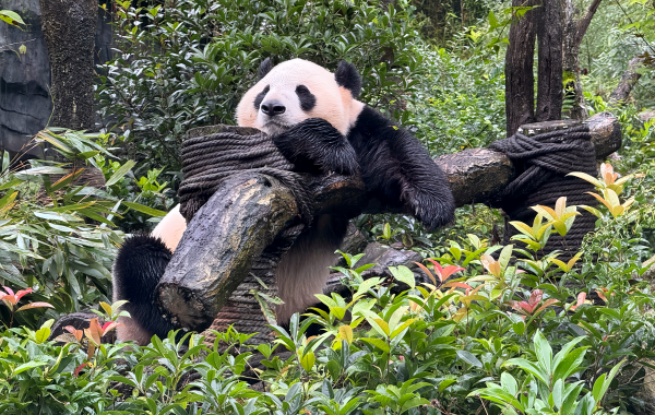 Chengdu Research Base of Giant Panda Breeding: A Celebration of Life from Research Cradle to National Treasure Paradise-2