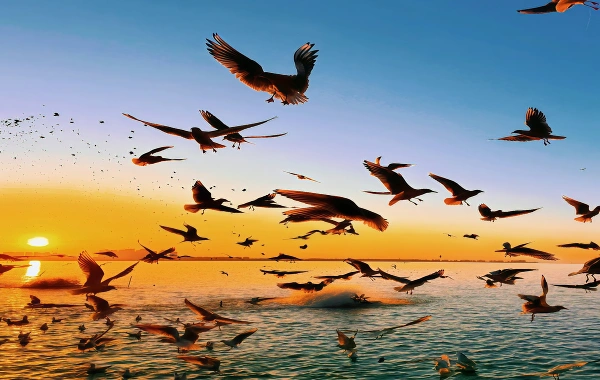 Haigeng Park: A Journey to a Seagull Sanctuary on the Shores of Kunming’s Dianchi Lake
