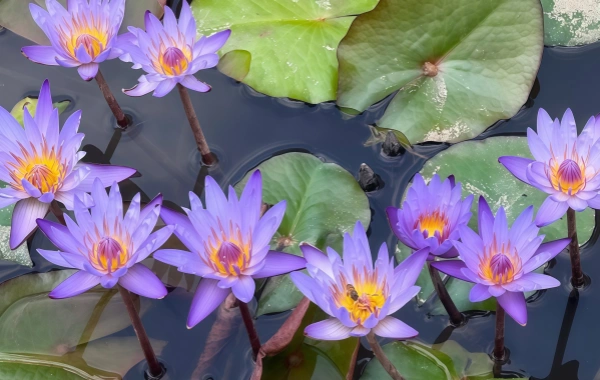  Jardín Botánico Tropical:Un viaje de descubrimiento en el Reino Verde a 21°Norte Latitud-2