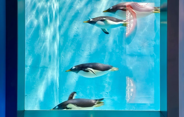 هاربين بولرلاند: ألف الرومانسية Journey of Miracles in the Depths of the Icy Seas