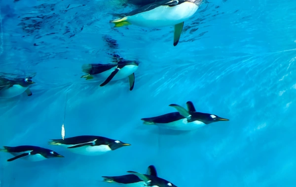 هاربين بولرلاند: ألف الرومانسية Journey of Miracles in the Depths of the Icy Seas-2