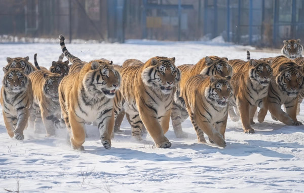 Siberian Tiger Park:A Journey أجيبي على النداء البري لـ 