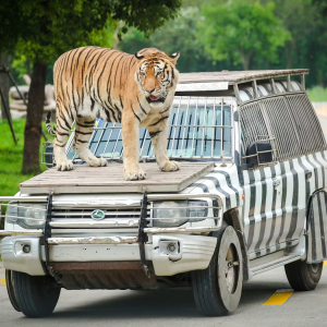 Shanghai Wild Animal Park Tickets