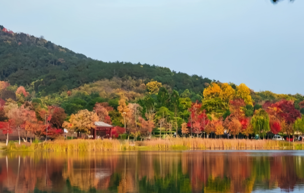 Fragrant Hills Park:Un paesaggio leggendario dal giardino imperiale al Mar Rosso di Pechino di colori