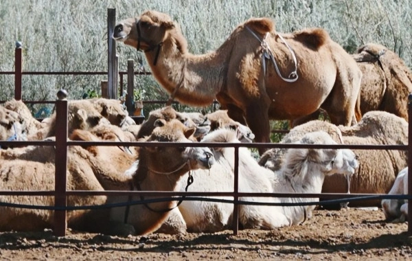 Yulong Sand Lake: A Prehistoric 