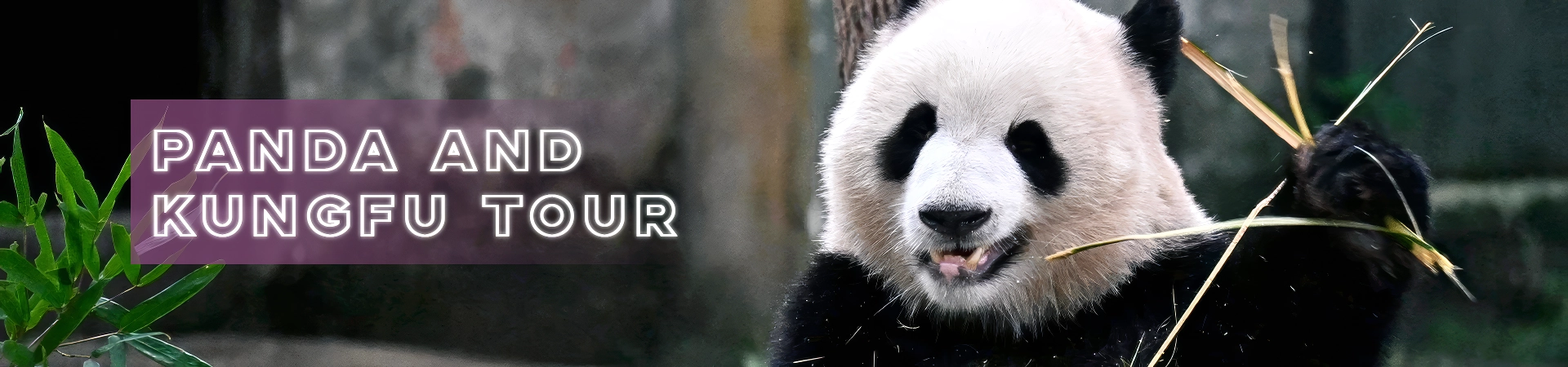 Panda et Kungfu Tour