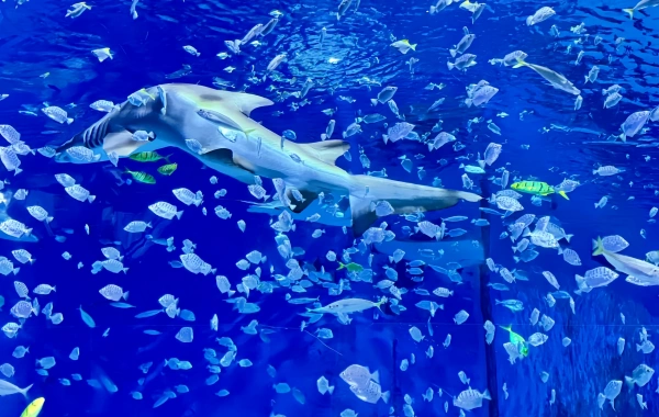 Acuario de Beijing: Un viaje de sueño azul en una metrópolis del interior-2