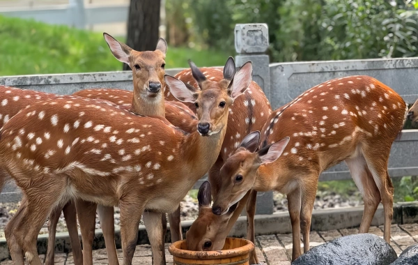 Beijing Wildlife Park: A Real-Life 