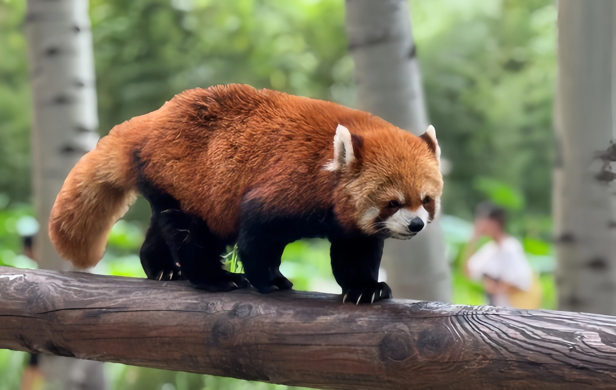 Beijing Wildlife Park: A Real-Life 