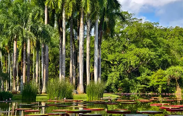 Xishuangbanna Botanical Garden.webp