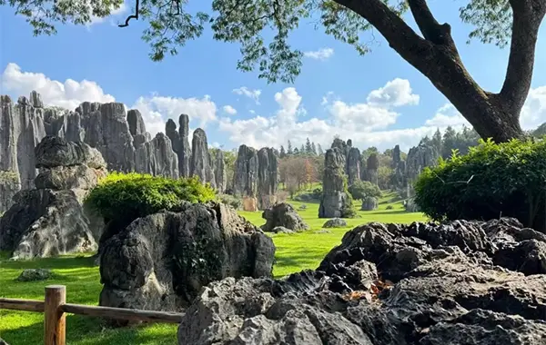 Stone Forest.webp