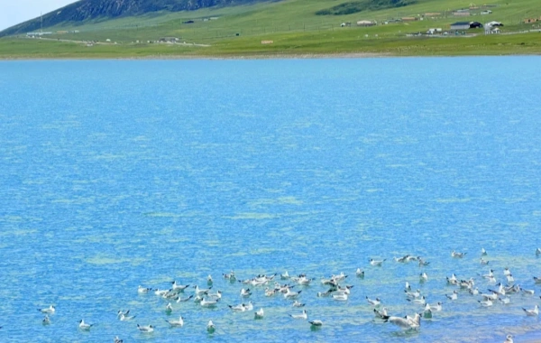 qinghai lake .webp