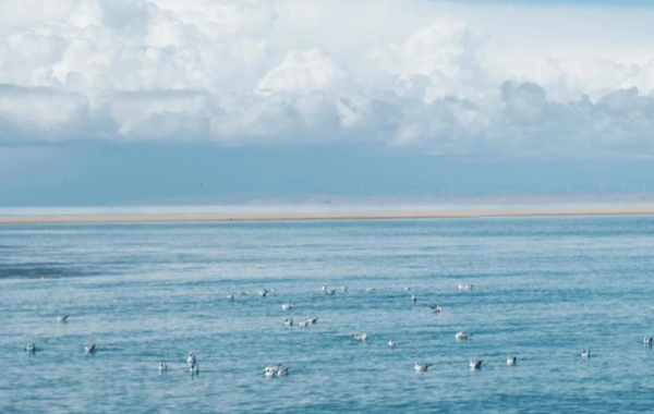 qinghai lake.webp