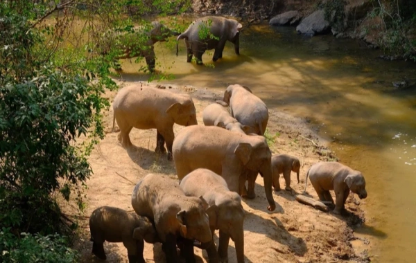 Wild Elephant Valley.webp