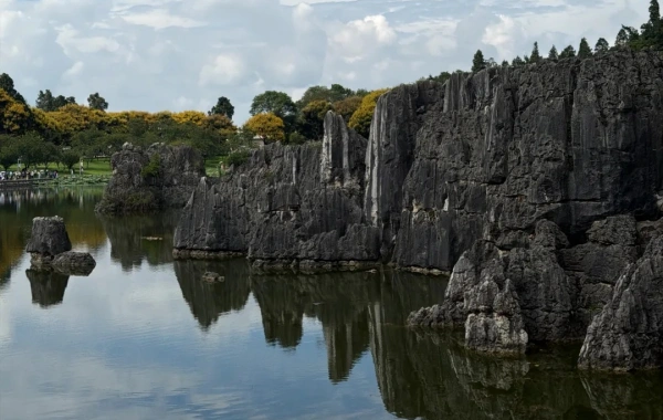 Stone Forest.webp