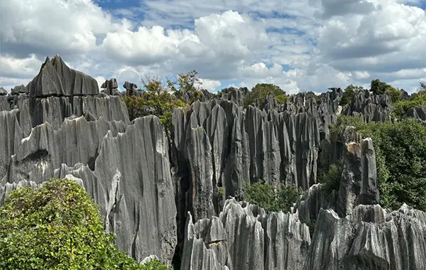 Stone Forest 2.webp
