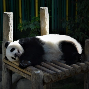 15-Day China Grand Tour: Beijing, Xi’an, Chengdu, Chongqing, Zhangjiajie & Shanghai with Panda and Great Wall