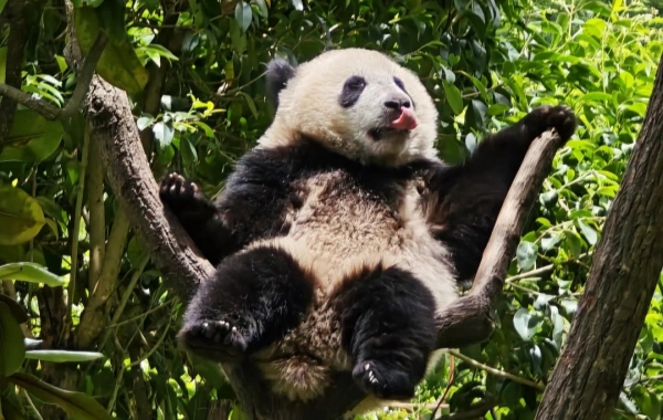 Wolong Panda Base.webp
