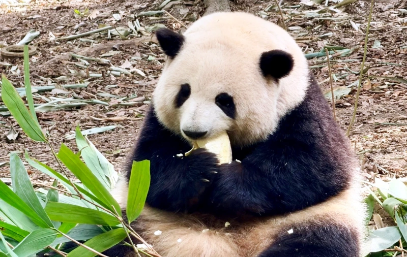1‑Day Chengdu Panda & Culture Tour: Panda Base + Sanxingdui Site