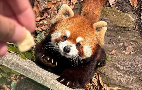 Panda Bas.webp