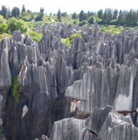 Stone Forest