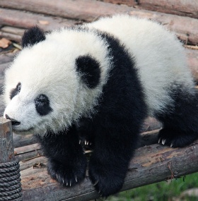 Chengdu Research Base of Giant Panda Breeding