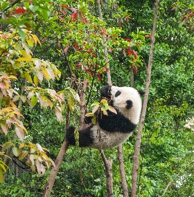 Panda and Kungfu Tour