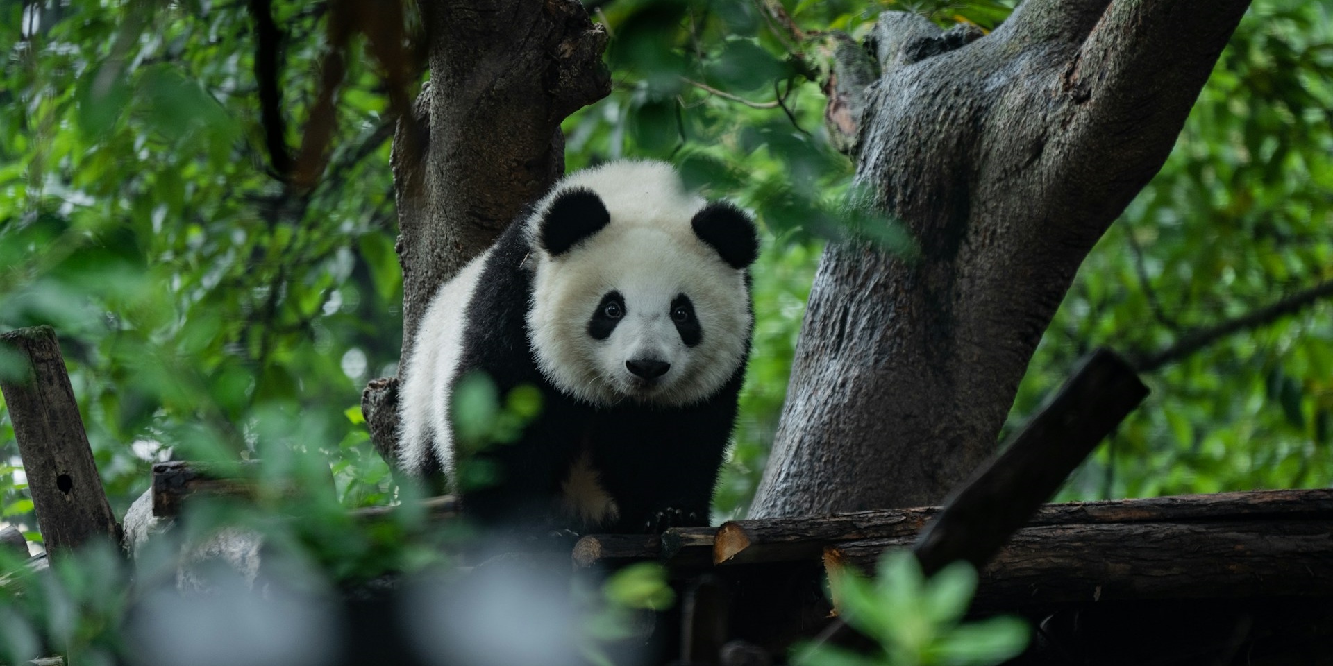 Les sites naturels et spirituels de Chengdu (3 jours)