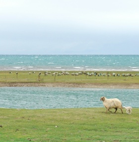 Qinghai