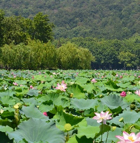 Xixi National Wetland Park