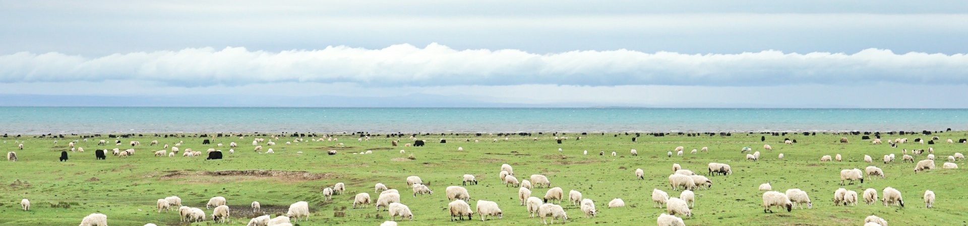 Qinghai