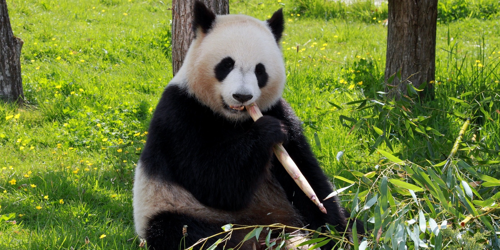 Chengdu 'Budget' Travel Guide 