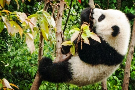Panda and Kungfu Tour