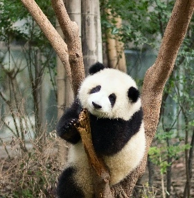 Chengdu Tour