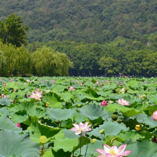 Discover Hangzhou's Best Highlights: Iconic Landmarks and Hidden Gems