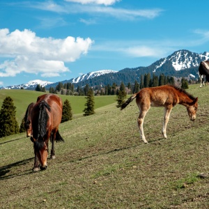 Top 10 Stunning Grasslands and Plateaus in China