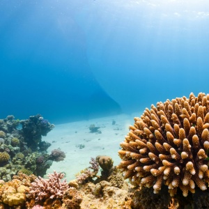 Top 10 Best Coral Reefs and Diving Locations in China