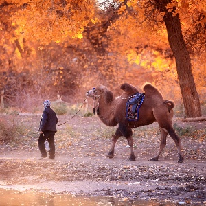 Exploring Xinjiang by Train: Practical Tips and Unique Insights