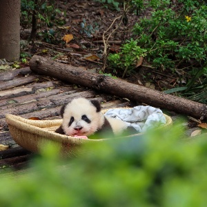 Chengdu: A Family Travel Destination for Fun, Nature, and Hands-On Experiences