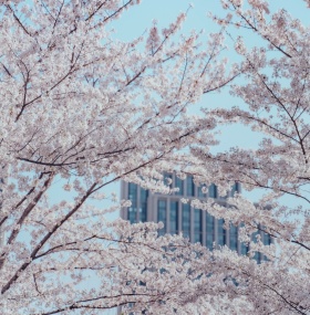 Seasonal Photography in China: A Guide to Capturing the Beauty of Every Season