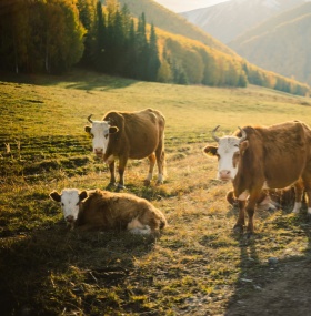 Wildlife Photography in China: Exploring Nature’s Hidden Gems