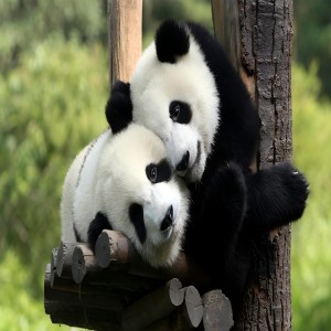 All the guides you want for Chengdu, fun and without repeat