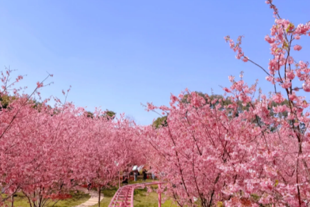 Colorful Spring Tour | Chengdu Flower Viewing Places in March